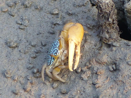 Austruca variegata