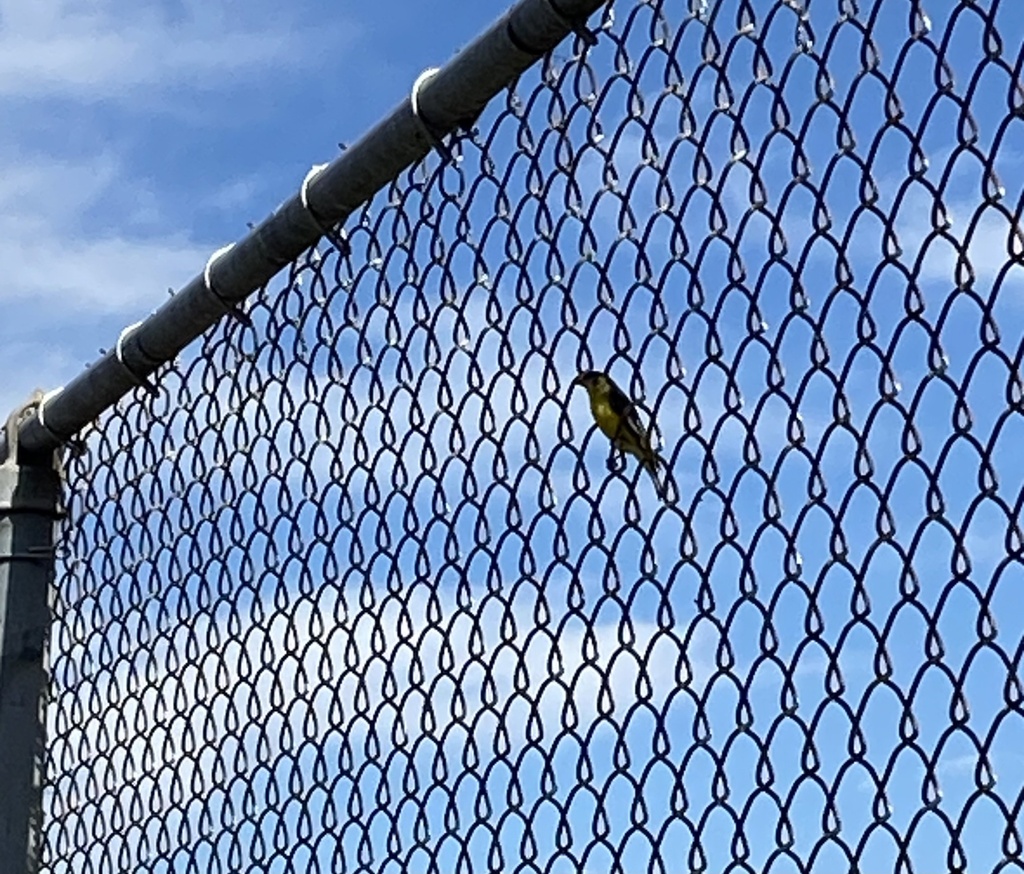 lesser-goldfinch-from-doty-middle-school-downey-ca-us-on-november-13