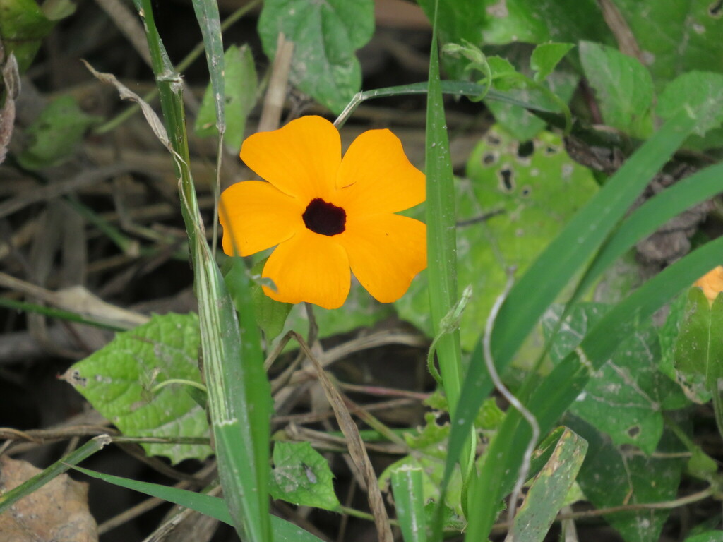 Black Eyed Susan Vine From Brisbane QLD Australia On November 14 2023   Large 