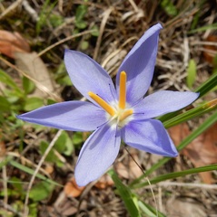 Nemastylis geminiflora