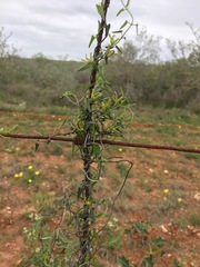 Matelea sagittifolia