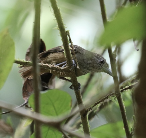 Epinecrophylla fulviventris