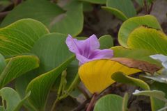 Ipomoea pes-caprae brasiliensis