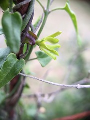 Matelea sagittifolia