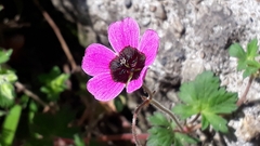 Geranium ocellatum