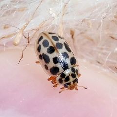 Anisosticta novemdecimpunctata