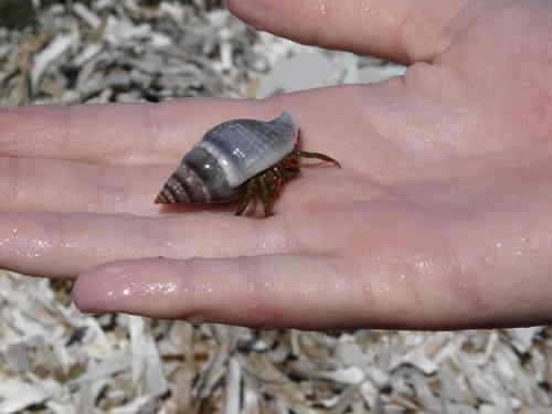Clibanarius erythropus