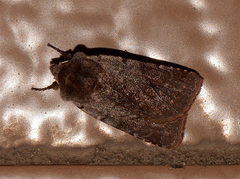 Cerastis rubricosa