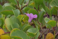 Ipomoea pes-caprae brasiliensis