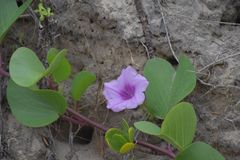 Ipomoea pes-caprae brasiliensis