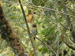 Pachyramphus rufus