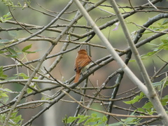 Pachyramphus rufus