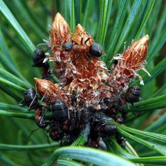 Formica polyctena × rufa
