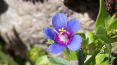 Anagallis
