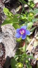 Anagallis