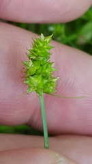 Carex leavenworthii