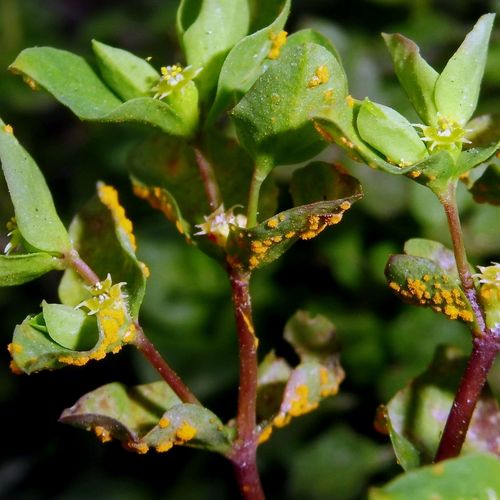 Euphorbia Rust