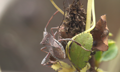 Leptoglossus chilensis