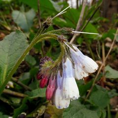 Symphytum × hidcotense