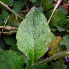 Symphytum × hidcotense