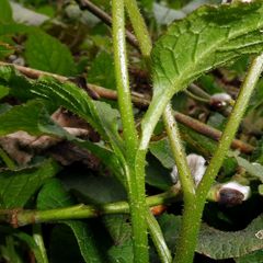 Symphytum × hidcotense