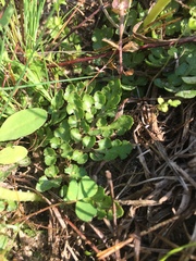 Sceptridium lunarioides