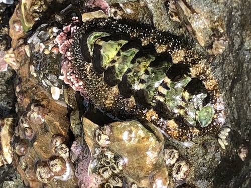 California Spiny Chiton