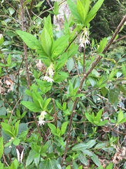 Oemleria cerasiformis