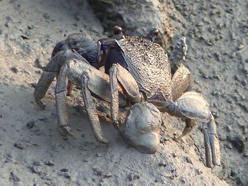 Episesarma versicolor