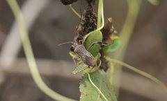 Leptoglossus chilensis