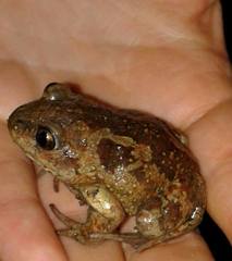 Pelobates fuscus
