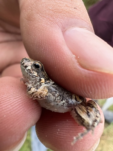 Weeping Frog, Physalaemus biligonigerus