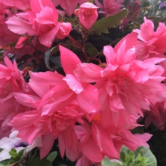 Begonia × tuberhybrida