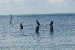 Nannopterum brasilianum mexicanum