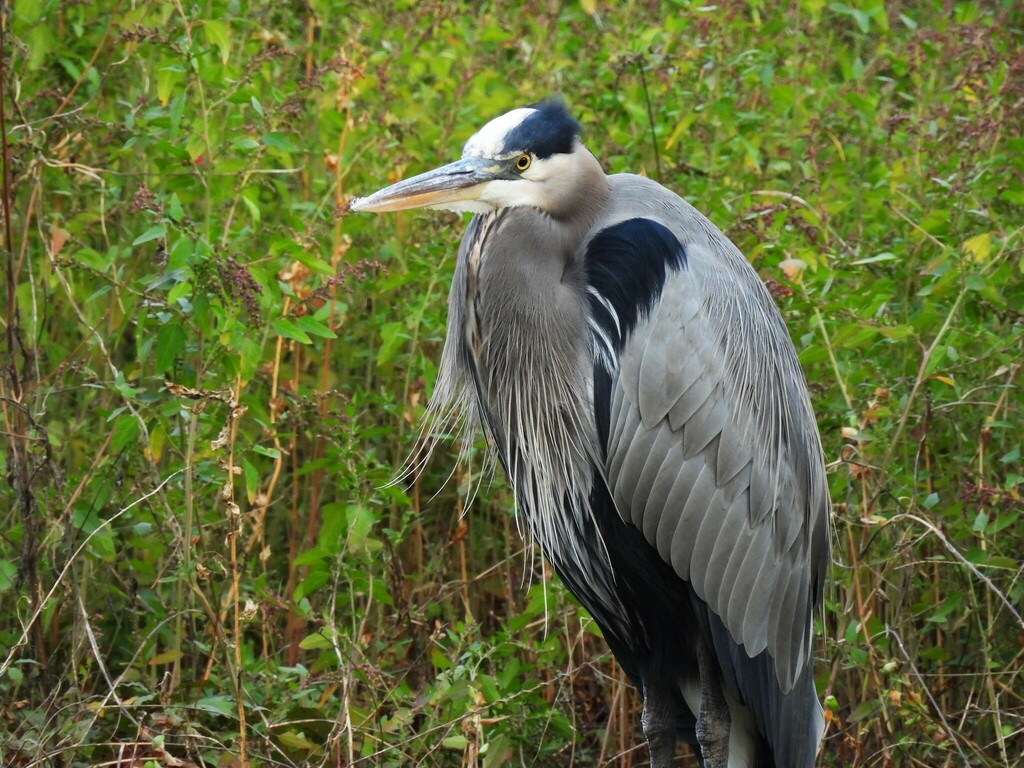 Great Blue Heron From Pulaski County, Ar, Usa On November 11, 2023 At 