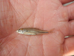 Notropis volucellus