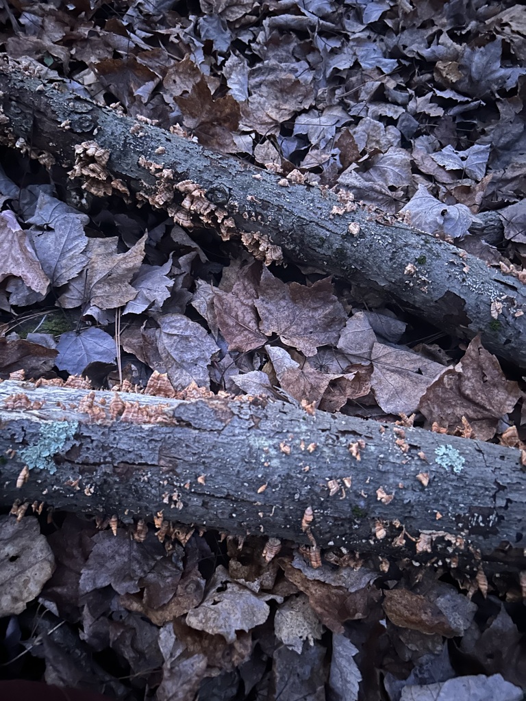 False Turkey Tail From Broome County NY USA On November 12 2023 At false-turkey-tail-from-broome-county-ny-usa-on-november-12-2023-at