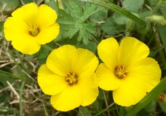 Oxalis eriocarpa