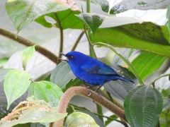 Diglossa indigotica