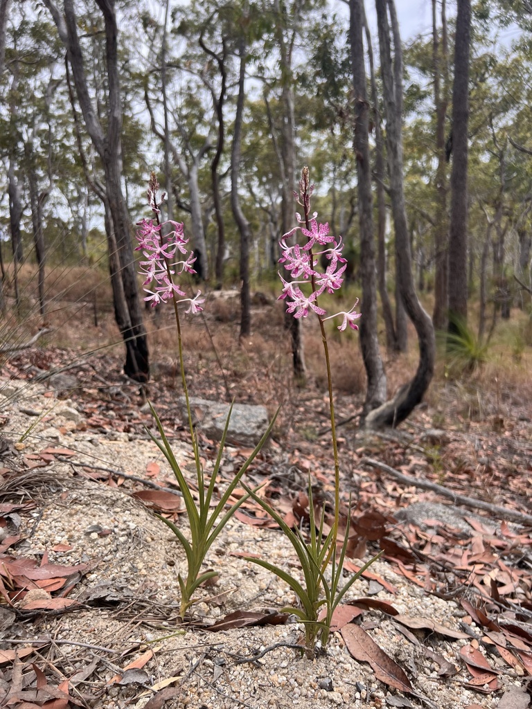 Dipodium ensifolium F.Muell.