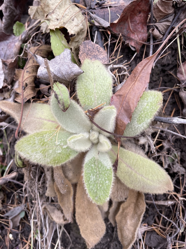 Great Mullein From Highway 3 Fernie BC CA On November 12 2023 At 03 great-mullein-from-highway-3-fernie-bc-ca-on-november-12-2023-at-03