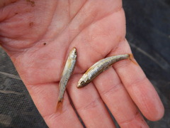 Macrhybopsis marconis