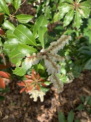 Pieris
