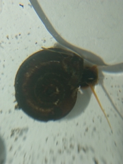 Planorbis carinatus