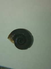 Planorbis carinatus