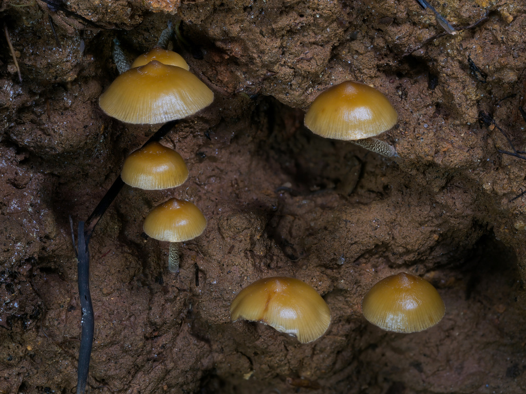 Psilocybe zapotecorum · November 2023 · photo: © alan_rockefeller (iNaturalist, cc-by-sa)