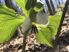 Trillium rugelii
