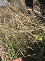 Carex cherokeensis