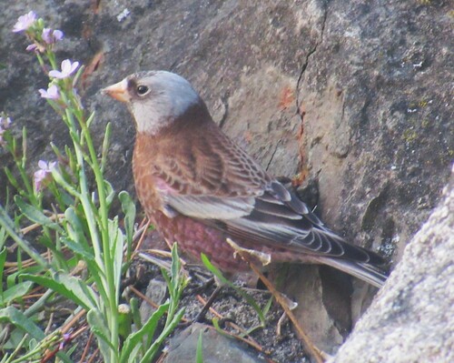 gray-crowned rosy-finch (Leucosticte tephrocotis)
