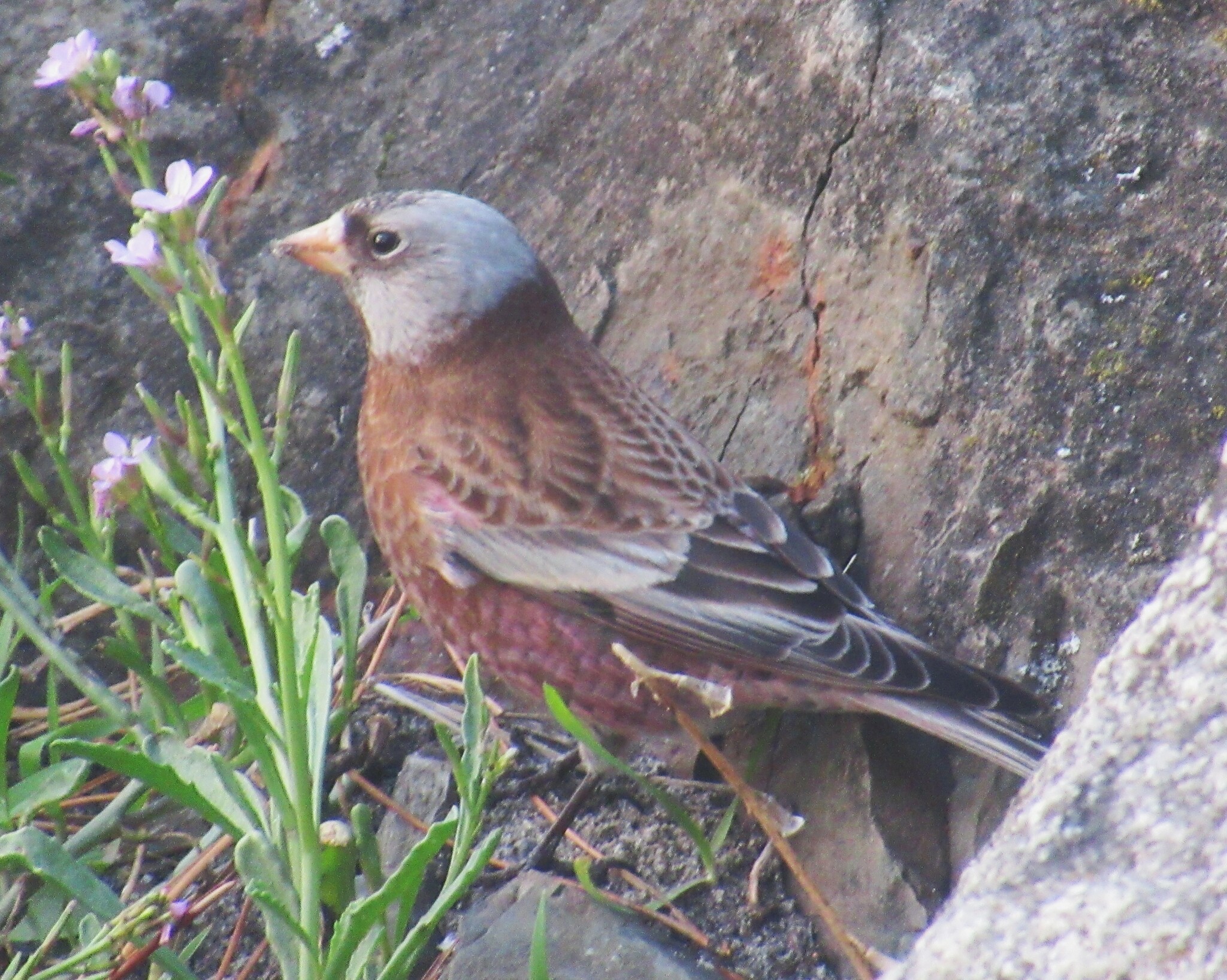 Grey-crowned Rosy-Finch (Leucosticte tephrocotis)